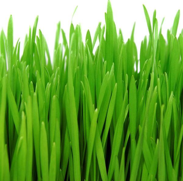 Wheatgrass