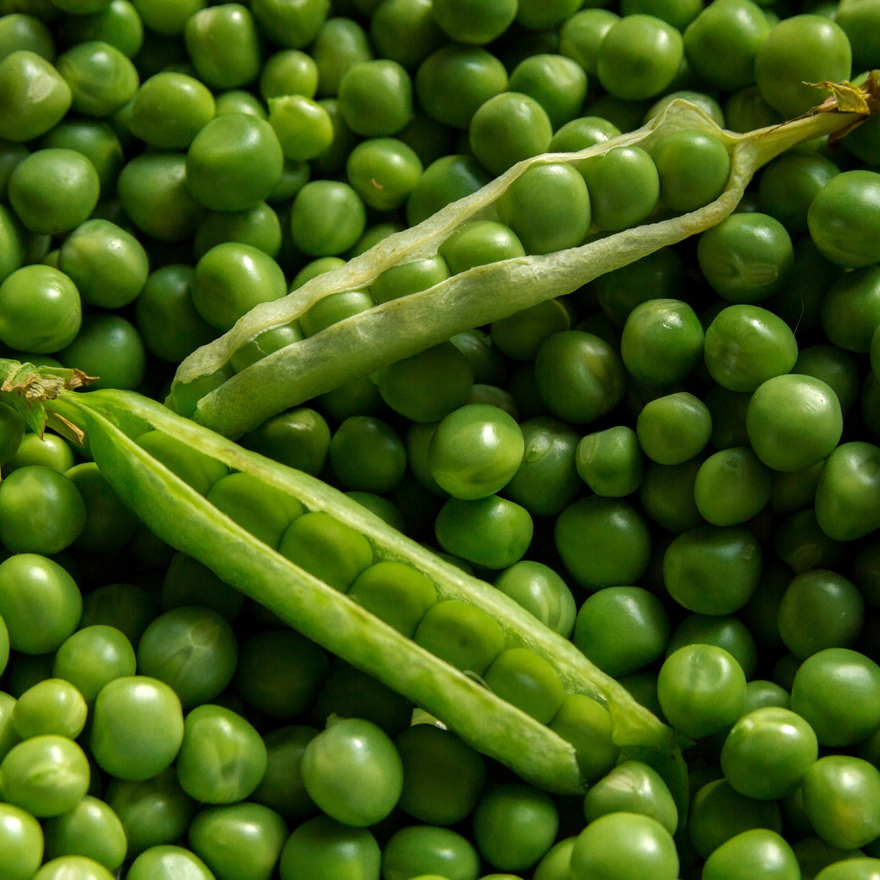 Pea Protein